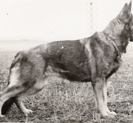 Dina ze Zlaťáku