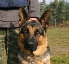 Artur ze Zlaťáku