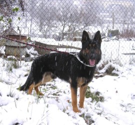 Oskar