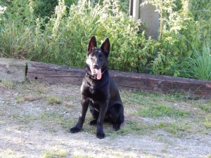 Rozina 4,5m.2